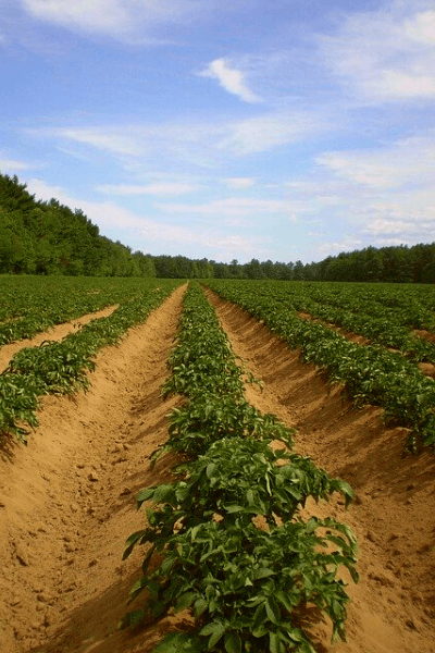 potato-field