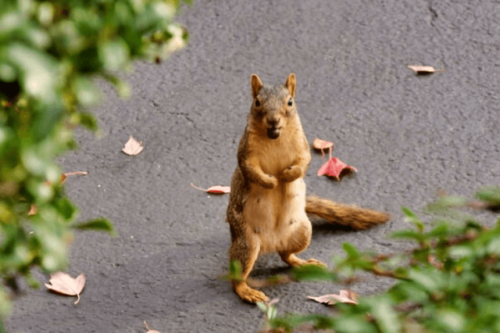 Squirrel-and-Seed