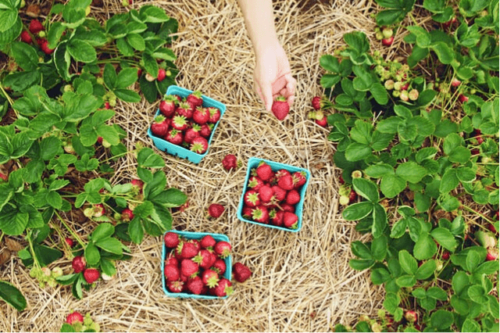 Strawberry-Good-Harvest